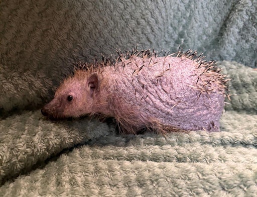  Nackter Igel mit Hautpilz
