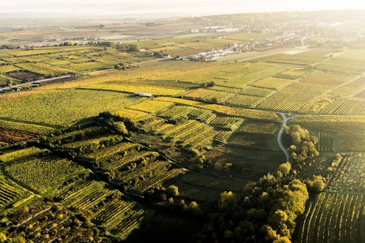 Die WINZER KREMS eG ist mit rund 1.200 Hektar Mitgliedsfläche das
größte Weingut Österreichs. Die Weingärten liegen rund um die Stadt
Krems entlang der Donau sowie in den Seitentälern der Weinbaugebiete
Kremstal, Kamptal, Traisental und Wagram und sind Lebens- und
Arbeitsraum sowie wirtschaftliche Grundlage von rund 700
Winzerfamilien. In den Mitgliedsweingärten werden artenreiche
Begrünungen, Maßnahmen zur Bodengesundheit, Strukturelemente und
Nistkästen umgesetzt.
