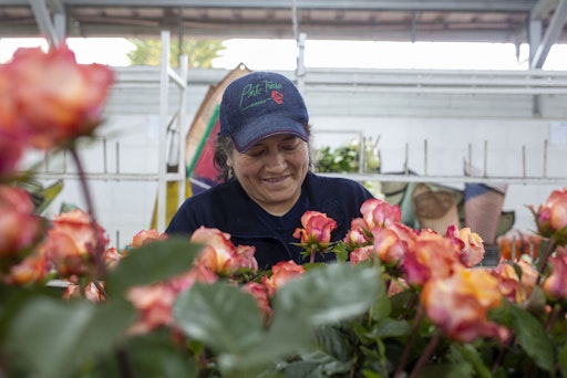 Vorschau Bild von Ponte Tresa in Ecuador, die Plantage, auf der die für ihre langen
Stiele, intensiven Farben und große Größe bekannten Blumen angebaut
werden, zeichnet sich nicht nur durch ihre hochwertigen Produkte
aus, sondern auch durch ihr Engagement für fairen Handel,
Umweltschutz und soziale Verantwortung gegenüber ihren Arbeiterinnen
und Arbeitern.