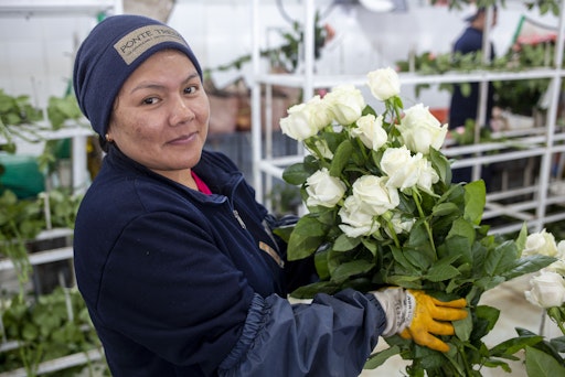 Auf 2.850 Metern über dem Meeresspiegel in Ecuador, in der Nähe
des Vulkans Cayambe und des San-Pablo-Sees, gibt es drei
FAIRTRADE-Farmen, die wunderschöne Rosen produzieren.