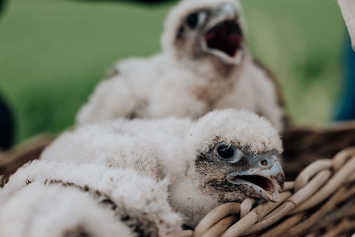 Vorschau Bild von 2 von 5 aufgeweckten Saker-Babys aus APG-Nisthilfe