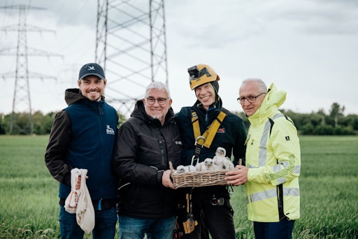 Insgesamt 5 Jungvögel hat eines der Sakerfalken-Paare in der
aktuellen aktuellen Brutsaison dank Nisthilfe auf APG-Strommast
hervorgebracht.