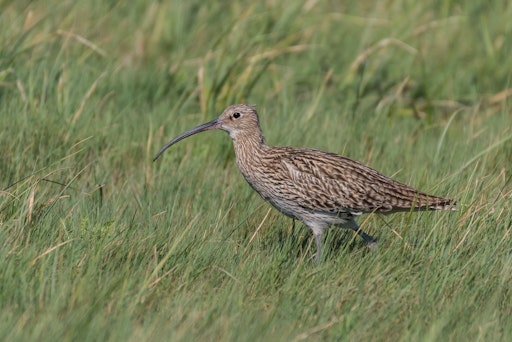 In den Pischelsdorfer Fischawiesen wird eine ehemalige 19 Hektar
große Grünbrache mit Mutterkühen und Kalbinnen beweidet. Es entsteht
ein strukturreiches Mosaik aus höherer und niedriger Vegetation, das
insbesondere für Brutvogelarten wie den Großen Brachvogel, den
Kiebitz, die Wiesenschafstelze und das Rebhuhn förderlich ist.