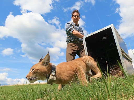 Planet Wild Co-Founder Markus Gilles entlässt einen jungen Luchs
in die Freiheit als Teil des Luchs Wiederansiedlungsprogramm im
Harz. // Weiterer Text über ots und www.presseportal.de/nr/175322 /
Die Verwendung dieses Bildes für redaktionelle Zwecke ist unter
Beachtung aller mitgeteilten Nutzungsbedingungen zulässig und dann
auch honorarfrei. Veröffentlichung ausschließlich mit
Bildrechte-Hinweis.