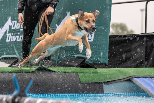  Spaß Beim DogDiving