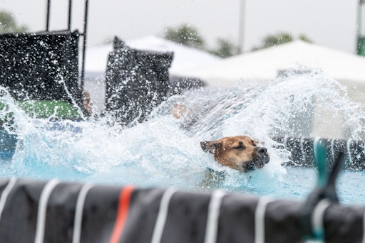 Vorschau Bild von Spaß am Hundetag beim DogDiving