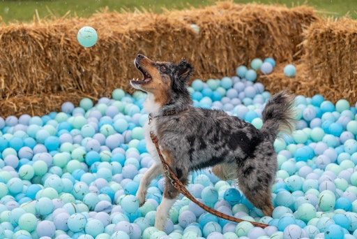 Vorschau Bild von Spaß am Hundetag im Hunde Bällebad