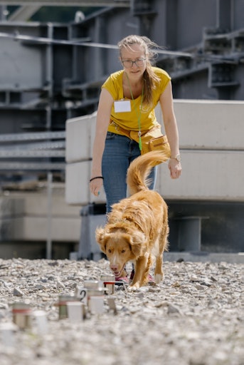 Vorschau Bild von Spürnase Jori erschnüffelt auf Kommando von Hundetrainerin
Theresa Walter die Losung eines Tiers.