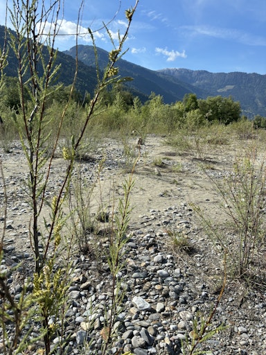 Vorschau Bild von Eine weitere Exkursion führte die Teilnehmer:innen in das
Europaschutzgebiet Obere Drau 2 in Obergottesfeld (Kärnten), das zu
den bedeutendsten naturnahen Flusslandschaften Österreichs zählt.
Die Obere Drau gilt als Vorzeigebeispiel für gelungene Renaturierung
und nachhaltige Flussraumbewirtschaftung. So hat sich etwa auf den
neu gebildeten Schotterbänken die Deutsche Tamariske angesiedelt
(Bild).