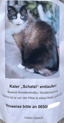 Suchmeldung Kater Schatzi