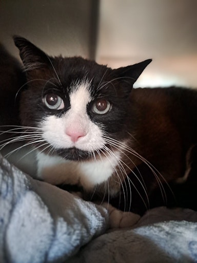 Vorschau Bild von Angefahrener Kater Schatzi