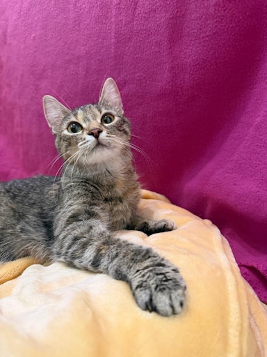 Vorschau Bild von Mama Luna der verstoßenen Katzenfamilie