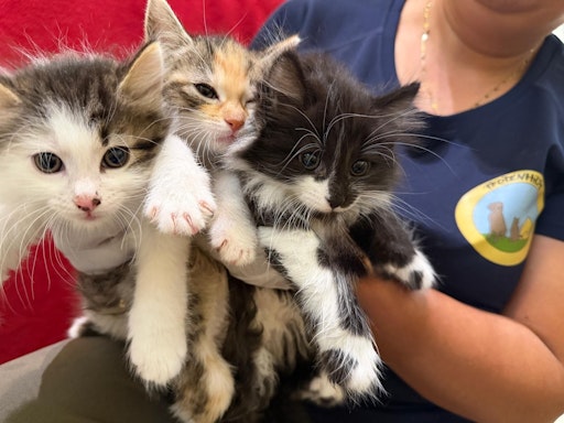 Drei Babys der verstoßenen Katzenfamilie