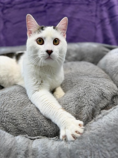 Vorschau Bild von Papa Balu der verstoßenen Katzenfamilie