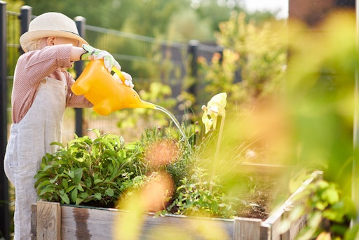 Mehr ist nicht gleich besser: So werden Pflanzen im Sommer r