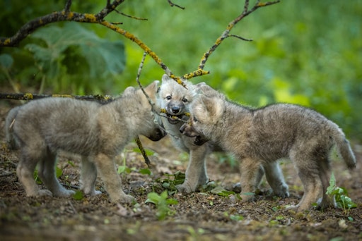Die Wolfsfamilie wächst: Siebenfacher Nachwuchs für das WSC