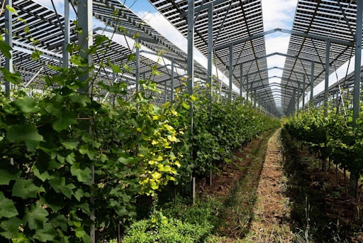 Vorschau Bild von Eröffnung Österreichs erster Agri-Photovoltaik-Anlage über
Weinreben in Gaiselberg