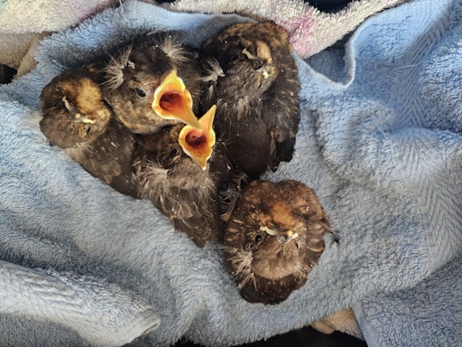 Vorschau Bild von Amselbabys werden am Tierschutzhof aufgezogen