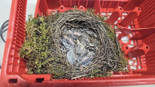 Amselbabys werden am Tierschutzhof aufgezogen