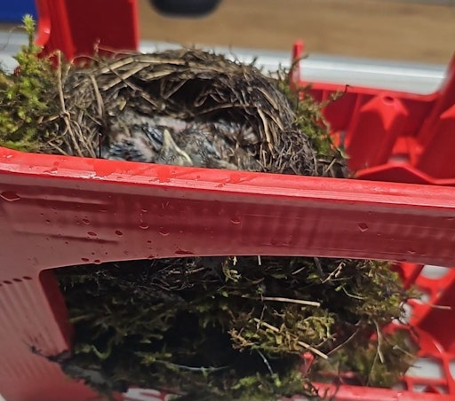 Vorschau Bild von Amselbabys werden am Tierschutzhof aufgezogen