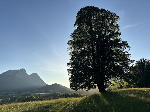 Vorschau Bild von Die „Hofmannsthal Linde“ auf der Via Artis ist Hugo von
Hofmannsthal gewidmet.