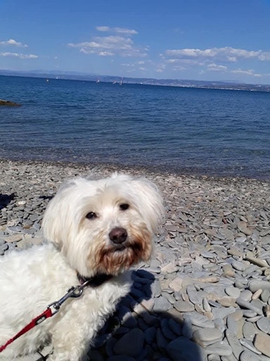 PFOTENHILFE-Hund im Urlaub