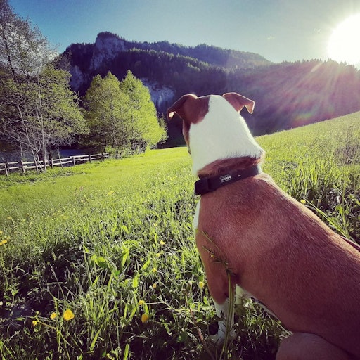 Vorschau Bild von PFOTENHILFE-Hund im Urlaub