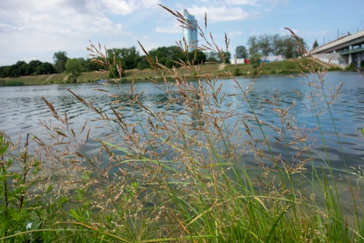 Blühendes Reitgras im Bereich der Donauinsel