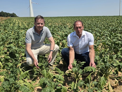 Vorschau Bild von LK Burgenland-Präsident und Vizepräsident des EU-Bauernverbands
(COPA), Nikolaus Berlakovich (links) und LK Österreich-Präsident
Josef Moosbrugger (rechts) in einem dürregeschädigten
Zuckerrübenfeld im burgenländischen Deutschkreutz.