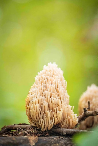 Vorschau Bild von Verzweigte Becherkoralle (Artomyces pyxidatus)