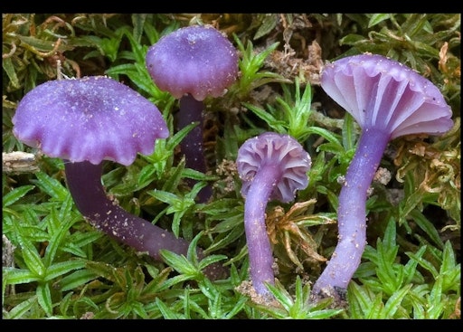 Vorschau Bild von Veilchen Buntnabeling (Chromosera viola)