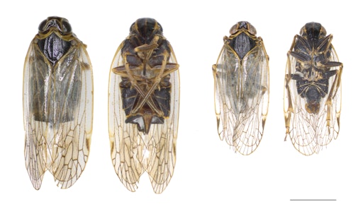 Glasflügelzikade (Reptalus quinquecostatus): links Weibchen,
rechts Männchen.
