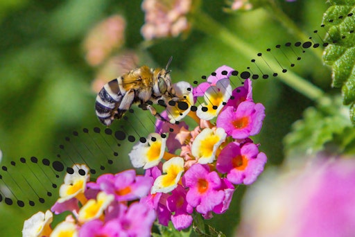 ein und fordert Risikoprüfung, Transparenz und öffentliche
Beteiligung Flockenblumen-Langhornbiene auf Wandelröschen von Erik
Karits (pexels), bearbeitet für die Aurelia Stiftung von Bernd
Rodekohr // Weiterer Text über ots und www.presseportal.de/nr/134345
/ Die Verwendung dieses Bildes für redaktionelle Zwecke ist unter
Beachtung aller mitgeteilten Nutzungsbedingungen zulässig und dann
auch honorarfrei. Veröffentlichung ausschließlich mit
Bildrechte-Hinweis.