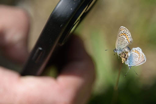 Vom 20. Juli bis 9. August können Schmetterlinge überall in
Österreich gezählt und fotografiert werden. Ob im Garten, auf dem
Balkon, im Park oder auf einer Blumenwiese.