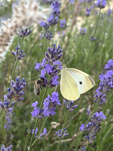 Vorschau Bild von Honigbiene und Schmetterling (Kohlweißling) auf einer
Lavendelblüte
