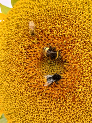 3 verschiedene Bienenarten auf einer Sonnenblumenblüte:
Erdhummel, Steinhummel und Honigbiene