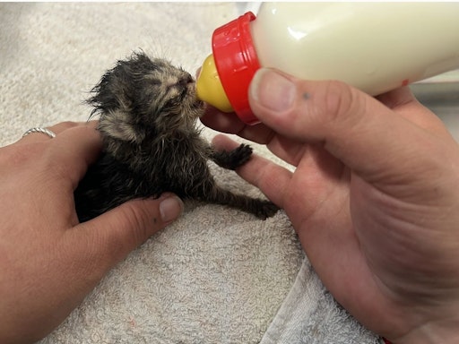 Vorschau Bild von Fütterungszeit bei den Katzenbabys
