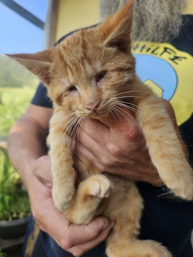 Vorschau Bild von Blinder Kater Julius am Tierschutzhof PFOTENHILFE