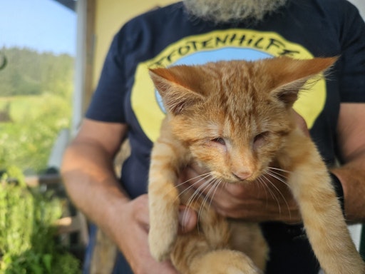 Blinder Kater Julius am Tierschutzhof PFOTENHILFE