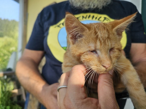 Vorschau Bild von Blinder Kater Julius am Tierschutzhof PFOTENHILFE