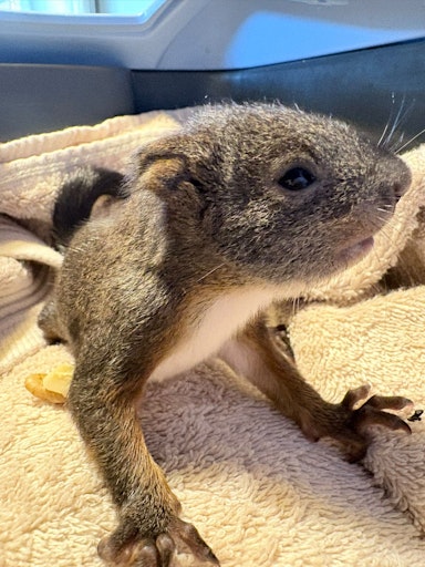 Vorschau Bild von Hazel wird gefüttert