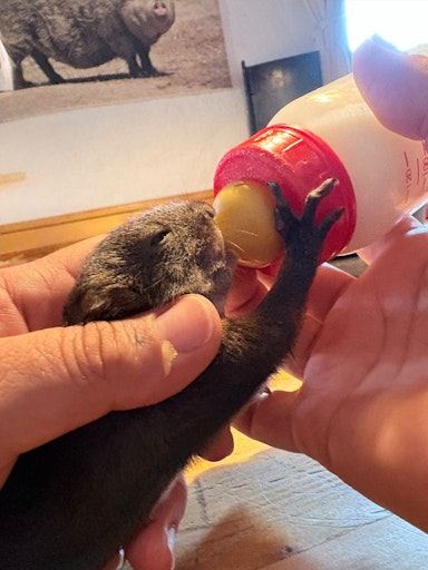 Vorschau Bild von Hazel wird gefüttert