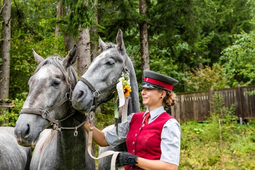 Gestütsmitarbeiterin in Uniform führt zwei junge
Lipizzaner-Hengste, einer trägt Blumenschmuck am Halfter.