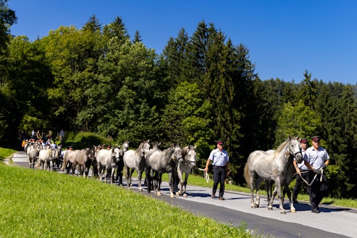 Vorschau Bild von Lipizzaner werden beim Almabtrieb in einer Gruppe von
Begleitpersonen über eine Straße geführt.