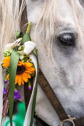 Vorschau Bild von Nahaufnahme eines Lipizzaners mit Blumenschmuck und Bändern am
Halfter während des Almabtriebs.