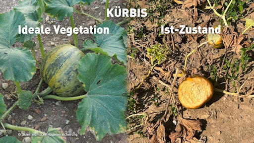 Vorschau Bild von Dürreschäden bei Kürbis