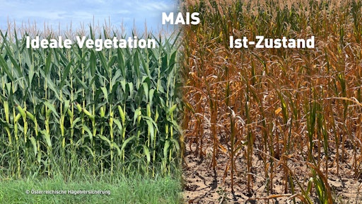 Vorschau Bild von Dürreschäden bei Mais
