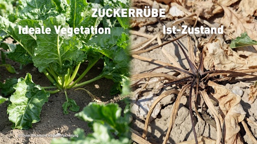 Vorschau Bild von Dürreschäden bei Zuckerrübe