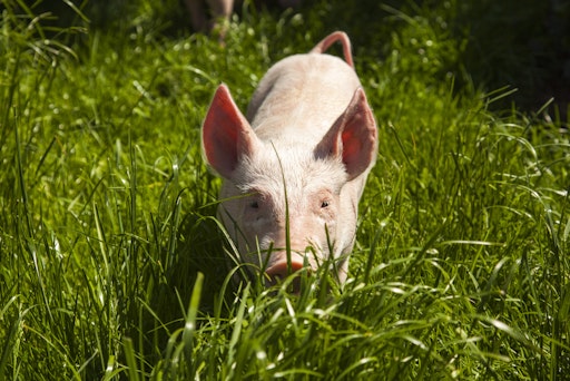 Gerettetes Ferkel am Tierschutzhof PFOTENHILFE