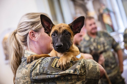 Vorschau Bild von Bundesheer: Elf neue Militärhunde starten ihre Ausbildung